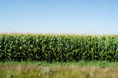Corn Field