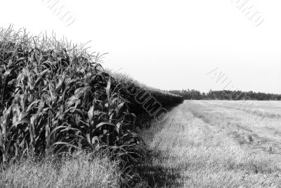 Farming