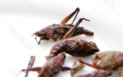 fried grasshoppers