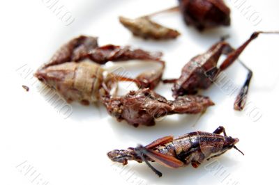 fried grasshoppers