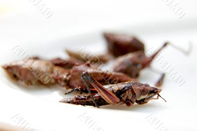 fried grasshoppers