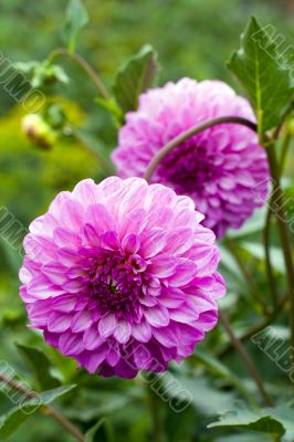dahlias