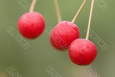 Cherry berries