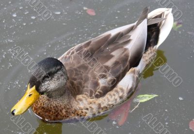 Swimming Duck