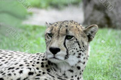 Cheetah