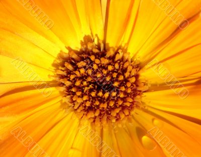 Marigold