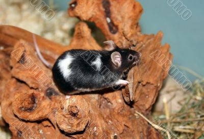 Little Mouse