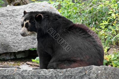 Andean Bear