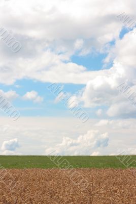 Cornfield
