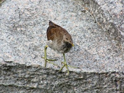 Little Bird