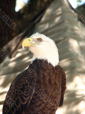 American Bald Eagle