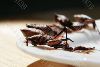 fried grasshoppers