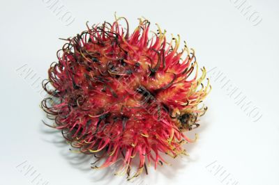 a rambutan