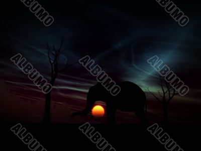 Elephant Sunrise