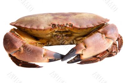 Photo of edible crabs