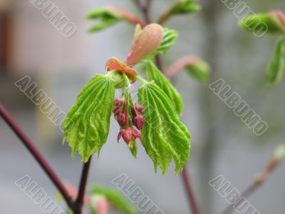fresh leaves growing in a tree