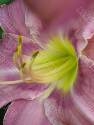 pink and yellow lily close up