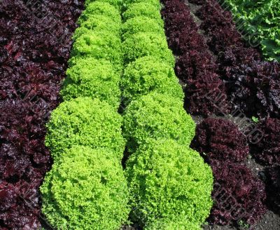 different lettuces growing in a garden