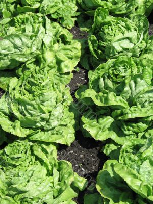fresh green lettuce in a garden