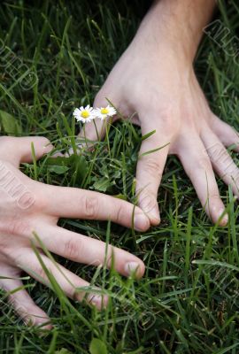 Small daisies
