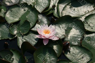 Pink waterlily