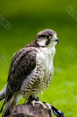 Falcon