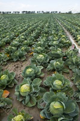 Cabbages