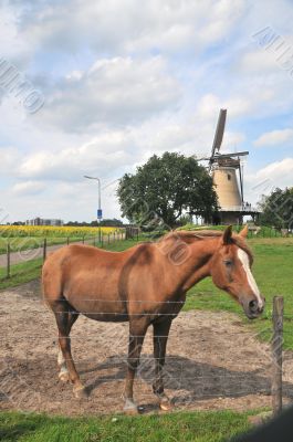 Horse in the Netherlands