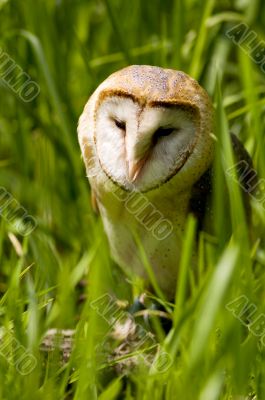 Masked owl