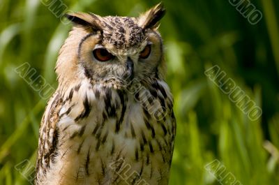 Long-eared owl