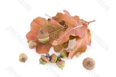 Acorn and leaves