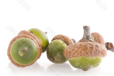 Acorns