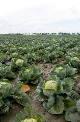 cabbages in the fields