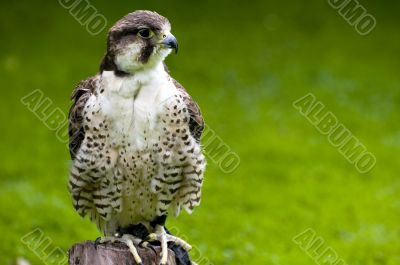 Falcon