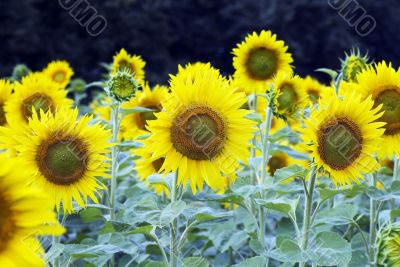 Field of sunflowers
