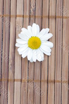 white chamomile with some petals. Spa background