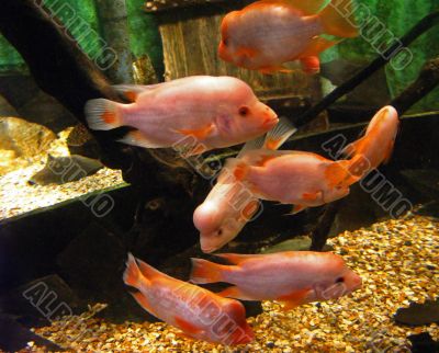 Pink Fish