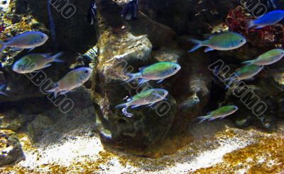 Swimming Fish