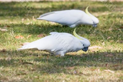 Sulphur Crested Cockatoos