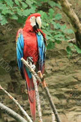 Parrot