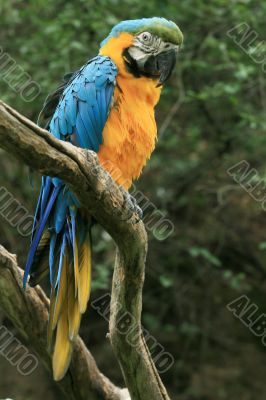 Parrot