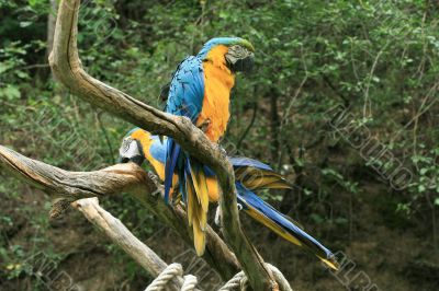 Parrot