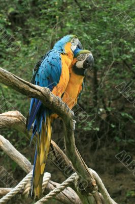 Parrot