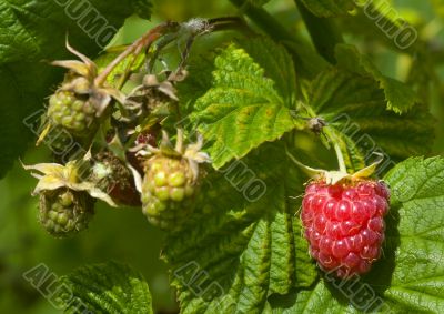 red and green raspberry