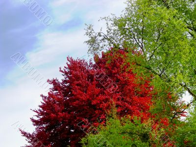 Colorful trees