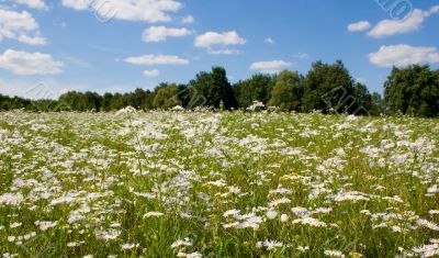 sunny meadow