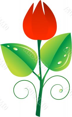Tulip