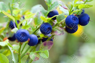 Bush of a ripe bilberry