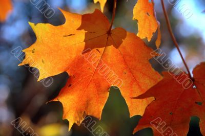 Sunny maple leaf