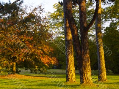 autumnal park